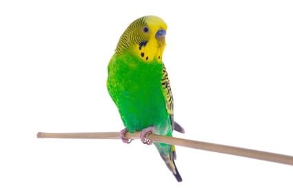 what should I name my green budgie?