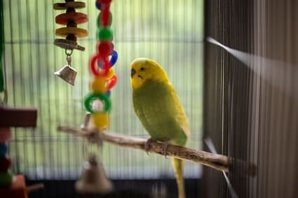 what size cage is best for a budgie?