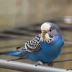 what to do if my budgie is choking