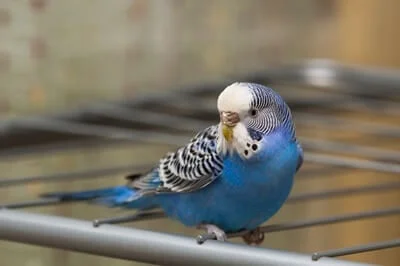 what to do if my budgie is choking