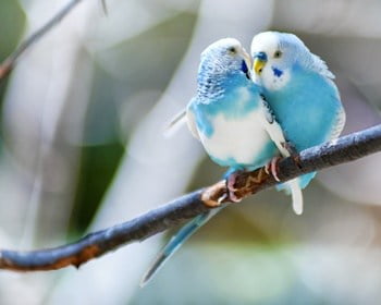 what to name a blue budgie