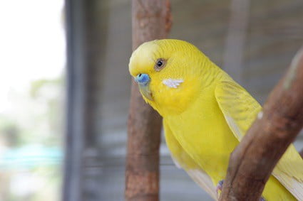 what to name a yellow budgie