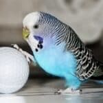 what toys do budgies like?
