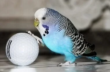 what toys do budgies like?