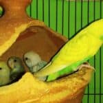 when can baby budgies leave their mother?