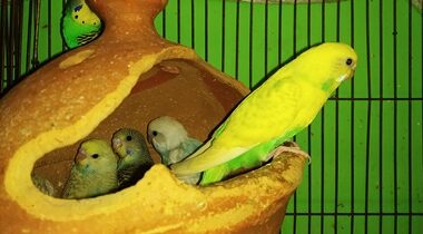 when can baby budgies leave their mother?
