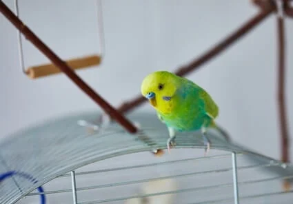 why are my budgie's feet so warm?