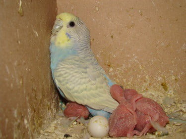 why do budgies kick their eggs out?