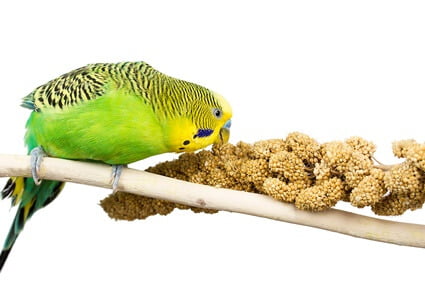 why do budgies love millet?