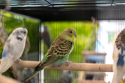 why do budgies poop so much?
