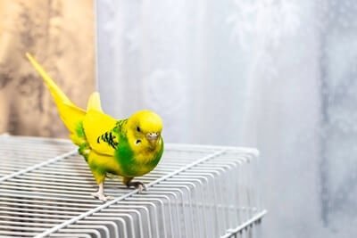 why do budgies shake their tail feathers?