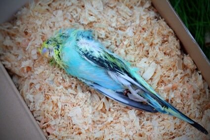 why do my budgies keep dying?