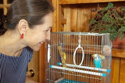 why does my budgie regurgitate on me?