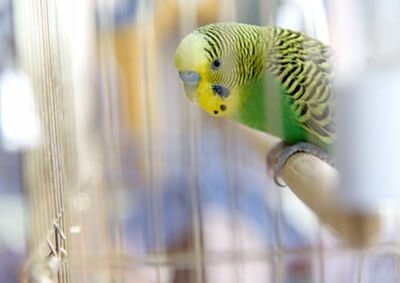 why is my budgie gagging?