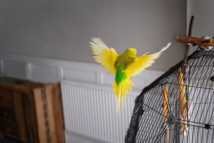 why is my budgie having trouble flying?