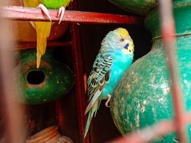 why is my budgie shaking so much?