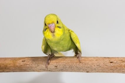 why is my budgie sneezing loudly?