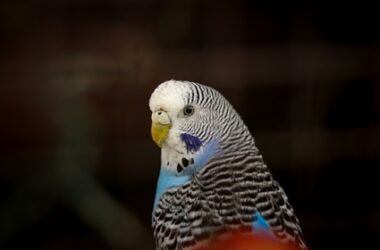 why is my budgie so scared?