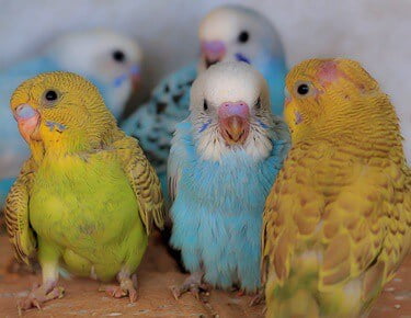 why is my budgie's color changing?