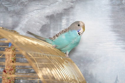 will a budgie poop on you?