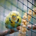 will a budgie starve itself?