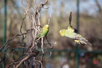 will budgies clipped wings grow back?