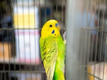 yellow face budgie names