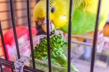 best treats for budgies