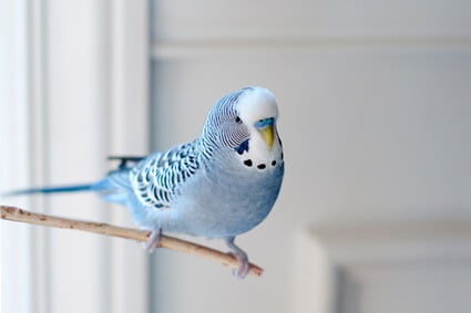 budgie spinning on perch