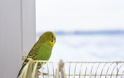 can budgies die from seizures?