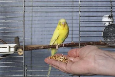 can budgies eat cereal?