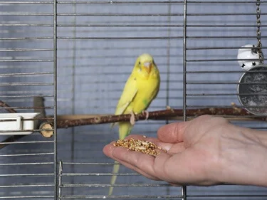 can budgies eat cereal?