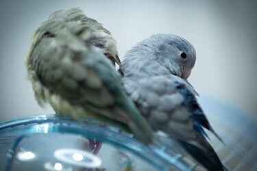 can parrotlets live with budgies?