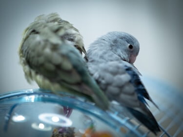 can parrotlets live with budgies?