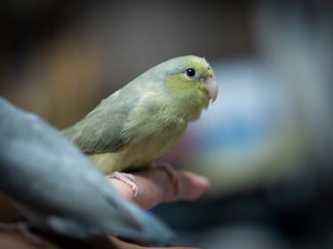 can you keep parrotlets with budgies?