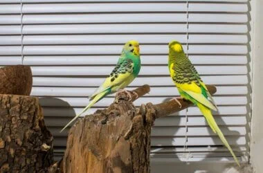 do budgies fall in love?