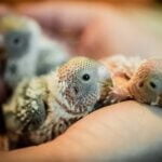 do mother budgies feed their young?