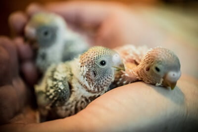 do mother budgies feed their young?
