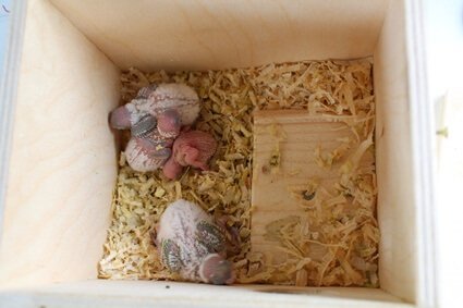 how do budgies feed their babies?