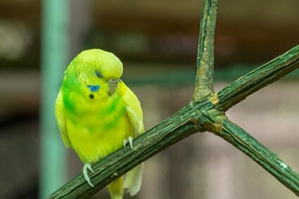 how much do budgies sleep during the day?