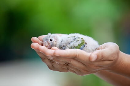 how to tell if a baby budgie is hungry