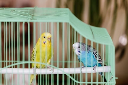 is it OK for budgies to eat sandpaper?