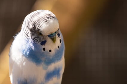 parrotlet and budgie together