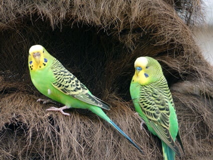 what do budgies use for nesting material?