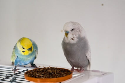 what to do if your budgie hurt its leg