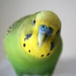 why are my budgies screaming all the time?