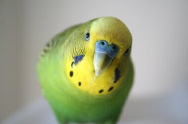 why are my budgies screaming all the time?