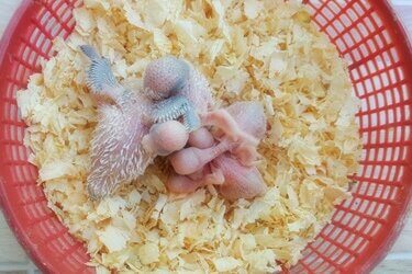 why do budgies not feed their babies?