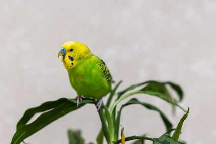 why do budgies scream in the morning?