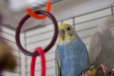 why does my budgie keep falling off its perch?
